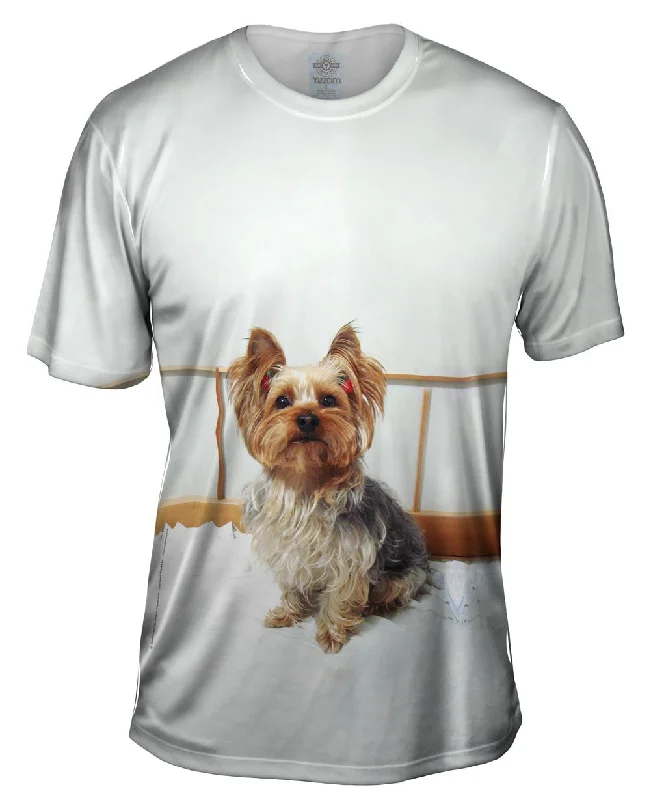 Fancy Yorkshire Terrier