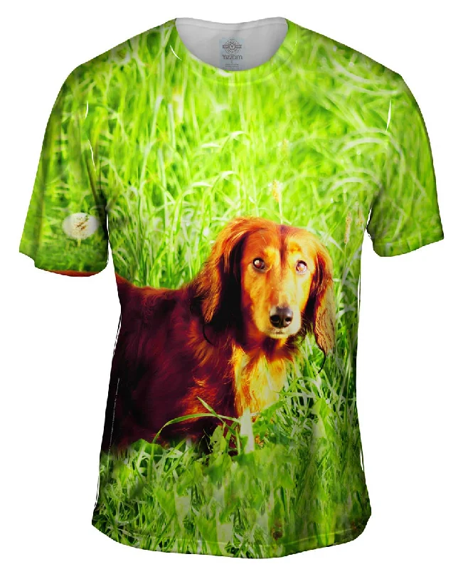 Dachshund In Grass